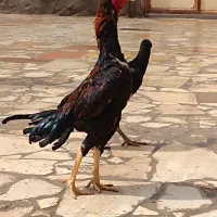 خروس|حیوانات مزرعه|خوی, |دیوار