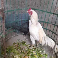 حراج جفت مرغ و خروس  سیاه وسفید