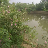 زمین باغی