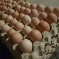 تخم مرغ دوزرده بومی