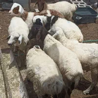7بره نر چاق و 6عدد کهرع چاق آدرس بندر لنگه