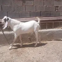 نر بز پاکستانی