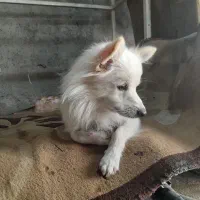 سگ بازی گوش خوشگل