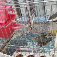 فنچ|پرنده|هشتگرد, ینگی امام|دیوار