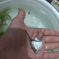 آنجل ۲ ۳ خط و ماهی های دیگر