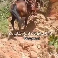 سرم مادیان آبستن