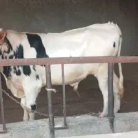 یک عدد گاو یا گوساله نر چاق