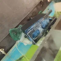 اکواریوم با ماهی