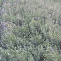 یونجه سبز برای حوضچه ماهی پروش ماهی