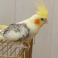 عروس هلندی ماده خوشگل