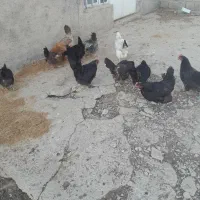 مرغ فریک وغاز محلی