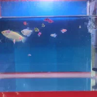 آکواریوم شیشه خم ۴۰ سانتی قابدار