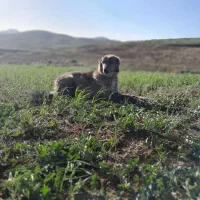 سگ ماده افغان