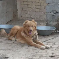 سگ قدرجونی نر