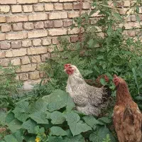 فروش مرغ