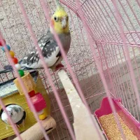 عروس هلندی.مرغ مینا.جفت مرغ عشق
