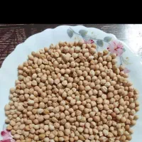 نخود محلی ارگانیک و خوشمزه