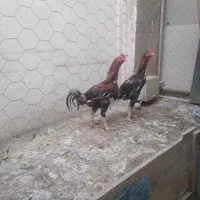 فروش خروس و مرغ لاری