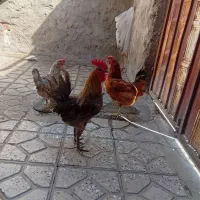 مرغ وخروس