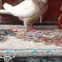 کبوتر طوقی معاوضه با پرنده
