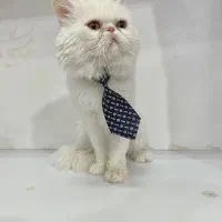 گربه