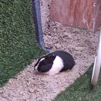 بچه خرگوش