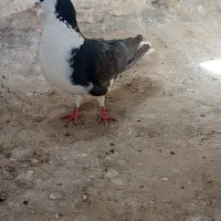 بدرنگ معاوضه