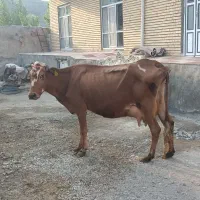 یک راس گاو هلندی با گوساله نر