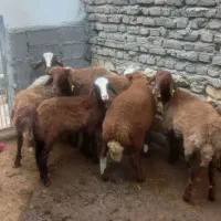 فوروش نره بره