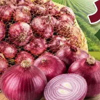 فروش پیاز قرمز مغان