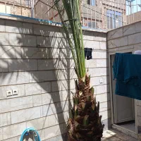 درخت نخل