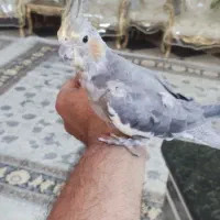طوطی عروس