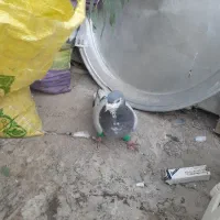 پلاس شیرازی