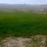 بذر یونجه محلی