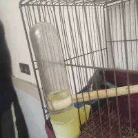 پرنده|پرنده|گهواره, |دیوار