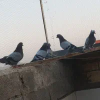 کفتر سبز کاکلی کاغذی
