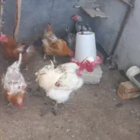 مرغو خروس