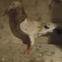 کبوتر  زرد هفرنگ خطی