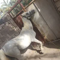 اسب یکسر خارجی دارای میکروچیپ