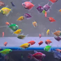 ماهی های گیاهخوار اکواریومی