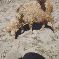 بره ماده سبک.گوسفند
