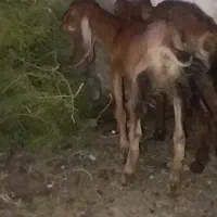 دوتا بز ماده