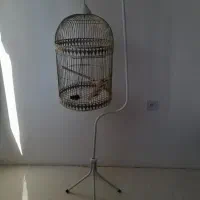 قفس عروس هلندی