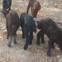 بره شیری  میش بره  بره  بز غاله گاو