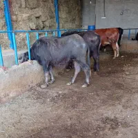 اوره 9ماه آبستن مناسب برای نگهداری