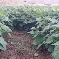لوبیا سبز