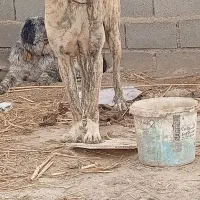 توله افغان درشت