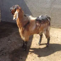 بز نر