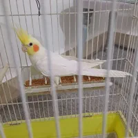 پرنده عروس هلندی