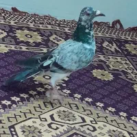 کفتر المانی